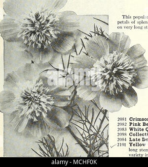 . Machine System beteiligt, frühe Coloss. l Cosmos Herbst riesigen Kosmos Dieses beliebte Herbst Blume Bären gigantische Blumen, mit breiten, überlappenden Blütenblätter von splendid Substanz, die kreisrunde und Blumen, die auf sehr langen Stielen getragen wird. Dieser Typ erzeugt, das größte und beste Islooms sind; - im September und Oktober perfektioniert; für Punkte nördlich von Philadelphia empfehlen wir die Extra Früh kolossale Stamm oben angeboten. Wir bieten drei Farben und gemischt wie unter. pro Pck. 2093 Riesige rosa. Eine schöne tiefe Rosarot-rosa. Ich OZ., 20 cts 2094 riesige Weiße. Die weiß blühenden Form der oben genannten. J oz., 20 cts2 Stockfoto