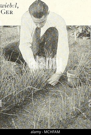 . Ausdünnung der Sämlinge - die wichtigste Phase in Zwiebel Kultur gelbe Kugel Danvers Zwiebel besten amerikanischen Gelb Art als Klasse folgende die beste allgemeine Zwiebeln für Haus und Markt Zwecke bezeichnet werden. Richtig gehandhabt und gelagert werden Sie recht gut halten und gute Preise bringen. 570 gigantische Gibraltar. Von der Reihenfolge der "Preis-taker", sowohl in der Form und Größe der Glühlampen. Es ist von Globe Form, mit hellen Strohfarben Haut und weißes Fleisch, das sehr mild und zart. Diese Sorte produziert Zwiebeln von durchschnittlich fünf Zoll diam-eter und bis zu einem Gewicht von 2 Pfund, wenn Saatgut Stockfoto