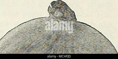 . DREER'S CHOICE ZWIEBEL SAATGUT - Fortsetzung 572 Ideal. (Siehe Spezialitäten, Seite 6.) Pkt., 10 cts.; ich oz., 35 cts.; Oz, 60 cts.; ich Lb., $ 2,00; lbs., $ 7,00. 570 gigantische Gibraltar. Von der Reihenfolge der "Prizetaker", sowohl in der Form und Größe der Glühlampen. Es ist von Globe Form, mit hellen Strohfarben Haut und weißes Fleisch, das sehr mild und zart. Diese Sorte Zwiebeln von durchschnittlich fünf Zoll im Durchmesser und mit einem Gewicht von bis zu 2 Pfund, wenn Samen gesät wird früh unter Glas und junge Pflanzen im April transplantiert werden. Pkt., 10 cts.; J oz., 30 cts.; Oz, 50 cts.; ich Lb., SI. 75; lb., $ 6,00. 577 Philadelph Stockfoto