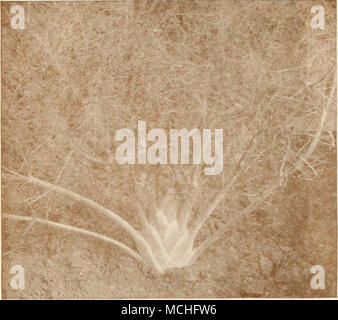 . Florenz Fenchel verdient größere Anbau RIESE LUCULLUS MANGOLD eine hervorragende und nützliche vegetahle, einer Zeile oder von denen zwei sollten in jedem Garten. Diese Vielfalt wird schnell produzieren Pflanzen, aus denen Blätter können den ganzen Sommer über geschnitten werden, wie können Sie ausschneiden bis hinunter auf die Erde, und neue Triebe wird bald Frühling und ein f machen; ist Wachstum. Diejenigen Pflanzen, die erlaubt sind, um zu wachsen, wird große curly Blätter machen, mit dicken hellen Mitte Rippen, die köstlich sind, wenn sie gekocht und wie Spargel serviert, während die grünen Teile bilden ausgezeichnete "Grüns". Pkt., 10 cts.; Oz, 25 cts.; ilb. Stockfoto