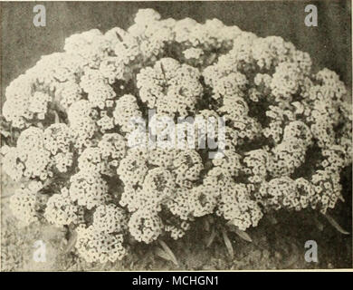 . 10 Alyssum Kleinod oder Teppich aus Schnee alle Blumen Samen geliefert Postpaid zu jedem postofHce in den Vereinigten Staaten Stockfoto
