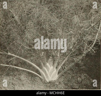 . Florenz Fenchel verdient größere Anbau RIESE LUCULLUS MANGOLD eine hervorragende und nützliche Gemüse, einer Zeile oder von denen zwei sollten in jedem Garten. Diese Vielfalt wird schnell produzieren Pflanzen, aus denen Blätter können den ganzen Sommer über geschnitten werden, wie können Sie ausschneiden bis hinunter auf die Erde, und neue Triebe wird bald Frühling und ein schnelles Wachstum. Diejenigen Pflanzen, die erlaubt sind, um zu wachsen, wird große curly Blätter machen, mit dicken hellen Mitte Rippen, die köstlich sind, wenn sie gekocht und wie Spargel serviert, während die grünen Teile bilden ausgezeichnete "Grüns". Pkt., 10 cts.; Oz, 25 cts.; lb, Stockfoto