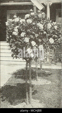 . Tea Rose, Lady Hilli. mgdon Baum - shapkd Rosen WÄHLEN SIE TEE ROSEN Tee Rosen haben immer für ihre köstlichen Duft bewundert worden und für ihre Delikatesse in der Färbung, aber viele der Sorten sind nun von den Hybrid-Tea Klasse abgelöst worden. Harry Kirk. Eine herrliche Rose von Frei-Verzweigung, blühende Con-stetig; die Blüten sind groß, von großer Substanz; die Form ist perfekt, die Knospen, lang und elegant; Farbe Schwefel-gelb, vorbei an einem helleren Farbton an den Rändern der Blütenblätter. $ 1,00. Lady Hillingdon. Eine schöne kupferne Schatten der apricot-gelb, schön in der Knospe; eine starke, vigorou Stockfoto