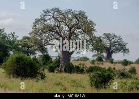 BAOBAB BÄUMEN (ADANSONIA SP.) auf die afrikanische Savanne, Tarangire Nationalpark, Tansania Stockfoto