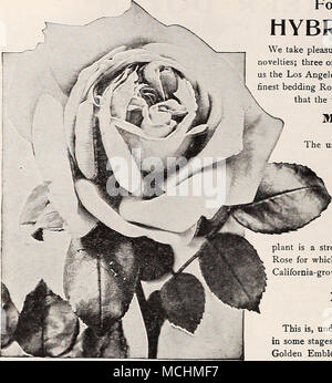 . Neue Amerikanische Hybrid-Tea Rose Miss Lolita Rüstung ROSE MARIE (domer. 1918) (dargestellt in den Farben auf dem Teller gegenüber) Wir zum ersten Mal sahen, diese schöne Rose in Kalifornien, wo im Jahr 1919 seine bemerkenswerte Freiheit von Bloom und seine schöne Knospen und wohlgeformten Blüten einer Erfreulich klare Rosa unsere Aufmerksamkeit verhaftet. Wir verteilten eine begrenzte Anzahl von Pflanzen der vergangenen Saison und haben viele positive Berichte und unsere eigenen Erfahrungen mit ihm während der vergangenen Saison hat am meisten fying grati gewesen -, und wir haben keine Unschlüssigkeit in ausspricht, dass es die beste Bed-ding Rose von seiner Farbe. Es produziert Id Stockfoto