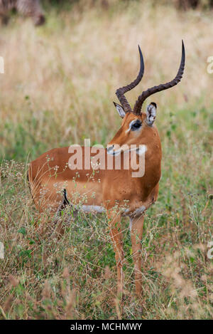 Die vorderen und seitlichen Profil EINER männliche Impala (Aepyceros melampus), Tarangire Nationalpark, Tansania Stockfoto