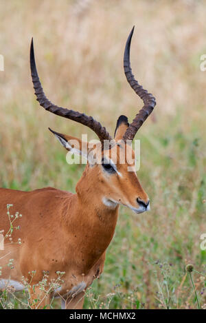 Porträt einer männliche Impala (Aepyceros melampus), Tarangire Nationalpark, Tansania Stockfoto