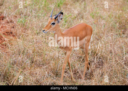 Junge männliche Impala (Aepyceros melampus), Tarangire Nationalpark, Tansania Stockfoto