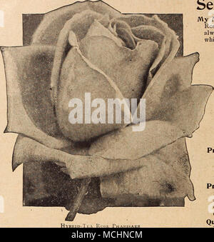 . Wählen Sie Hybrid = Tee Rosen meine Maryland (J. Koch, 1909). Einer unserer besten Bettwäsche Rosen, in gutem Zustand in der gesamten Saison, fast immer in voller Blüte, jede Schießen mit einer oder mehreren Blüten, die Doppelzimmer und der perfekte Form, einer hellen, aber zart lachs-rosa, die leuchtet, schön wie eine Blume erweitert; Herrlich duftend. Nerissa (Wm. Paul &Amp; Sohn, 1912). Eine große perfekte Blume einer cremig-gelb schattiert mit weißen und Pfirsich - getönt Center; eine starke Züchter, kostenfreie blühende Pflanze und eine herrliche bedder. Perle von Godesberg (Schneider, 1902). Ein Sport, von Kaiserin Augusta Victoria, simila Stockfoto