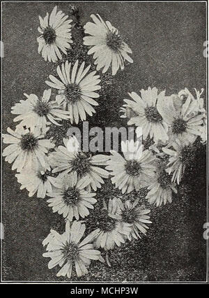. Aster amellus Neue Hardy Aster novi Belgii Höhepunkt FAI ^ I.-FI. O'WERIIVG HARDY ASTERS (Astern, oder Starworts) Diese unter den auffälligsten unserer späten - blühende winterharte Pflanzen sind, geben eine Fülle von Bloom im September und Oktober, eine Jahreszeit, wenn die meisten anderen hardy Blumen sind Vergangenheit, und für den besten Effekt sollte in Massen von einer Farbe gepflanzt werden. Sie wachsen in jedem Boden. Die Sammlung angeboten unterhalb der erlesensten Sorten hergestellt ist, ist nur dann, den schmächtigen Art beseitigt werden. Chapmani. Sehr anmutig Sprays von Licht aeschynanthus-blau; 4 bis 5 Fuß. Formosissimus. Helles Violett; 3 Füße. Lsev Stockfoto