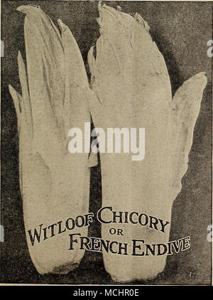 . 1 JVITI. OOF CHICOREE, oder FRANZÖSISCHER ENDIVIENSALAT im Winter diese von den Händlern in Lust auf Obst und Gemüse als "französischer Endiviensalat, "und die große Nachfrage nach Es hat erhebliche Untersuchung in Bezug auf seine Kultur verkauft wird. Um zu wachsen gute "Chicorée" den Samen siiould im Juni in der offenen Boden gesät werden, Bohrer 10 oder 12 Zoll auseinander, in tiefen, satten Boden. Damit die Pflanzen wachsen bis November, frei von Unkraut und Bewässerung, falls erforderlich. Anschließend die Wurzeln nehmen und schneiden Sie die Blätter über 1^Zoll vom Hals, brechen oft alle Triebe, die auf Seiten des angezeigt werden können Stockfoto