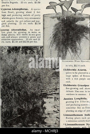 . Chhoknia (Wasserhyazinthe) in Kübeln, $ 2,50. Stockfoto