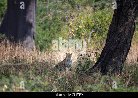 AFRICAN LEOPARD (PANTHERA PARDUS) Ausruhen im Schatten, Tarangire Nationalpark, Tansania Stockfoto