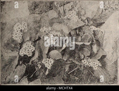 . Gruppe von Saxifragas (Megaseas) Saponaria (SOAP) Ocymoides Splendens. Ein nützliches Werk für den Steingarten oder Grenze, die von Mai bis August, Unmengen von attraktiven leuchtend rosa Blüten; 8 Zoll. 25 cts. Jedes; $ 2,50 pro dtz.; $ 18,00 pro 100. Scabiosa schöne Rabattenpflanze, Erfolg in jedem normalen Boden wenn gut entwässerte und in sonniger Lage, und sollte in jedem Garten, wo Schnittblumen werden wollte angebaut werden; sie lange Zeit gepflückt und in Wasser gestellt. Caucasica (Blue Bonnet). Eine charmante weichen Schatten von Lavendel, blühen von Juni bis September. 18 bis 24 Zoll hoch. Japonica. La Stockfoto