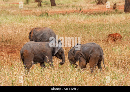 Afrikanischer Elefant (LOXODONTA AFRICANA) spielen in hohen GRÄSERN von savanna, Tarangire Nationalpark, Tansania Stockfoto