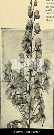 . Ppjgf p^^^^ Mrjp ^ / V*?%&AMP;f''' $&amp;&amp;*' -- Mm! "NkJrHBl %y*0 • Jgbr't^jfcik I; -; -; -; -; '-V;.-. i-V;", (Schafgarbe, oder Schafgarbe.) Achillea Ptarmica "Die Perle." ACONITUM NAPELLUS Eupatorium (Fern-leaved Schafgarbe). Sauber, fein-Laub und leuchtend gelbe Leiter der Blumen, in voller Schönheit alle Sommer dauerhafte; 4 bis 5 Fuß. Filipendula (Edle Schafgarbe). Eine kräftige, auffällige Arten, mit gold-gelben Blüten in dichten Flachbild corymbs im Juli; Höhe, 2 Füße. Millefolium Roseum (Rosy Tausendblatt). Fein geschnitten, tiefgrüne Laub, Blüten rosa, in dichten Köpfen; 18 Zoll hoch und Blumen Stockfoto