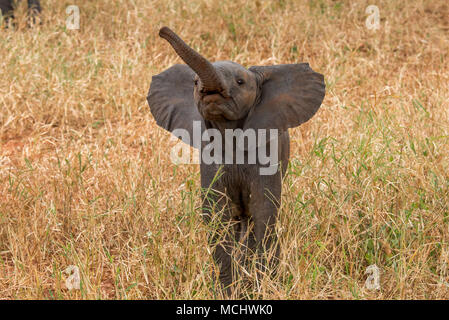 Nahaufnahme der afrikanischen Elefanten (LOXODONTA AFRICANA) KALB STEHEND IN GRAS, Tarangire Nationalpark, Tansania Stockfoto