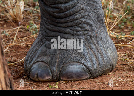 Nahaufnahme der afrikanischen Elefanten (LOXODONTA AFRICANA), Tarangire Nationalpark, Tansania Stockfoto