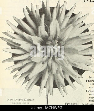 . Neue Cactus Dahlien. Eloise Crozy neue Kaktus-dahlien von 1915 und 1016 weiterhin Derna. Licht chrom gelb gestreifte Kardinal - Rot, Sehr reichblühend und der guten Gewohnheit. Pflanzen bereit, April 25 th. § 1.00. Dolly. Eine auffallende zweifarbige Sorte, etwa zwei Drittel der Länge jedes Blütenblatt, ein Crimson - Scharlach mit der Spitze Ende rein weiss. 50 cts. Jedes. Eloise Crozy. Eine der Farben, eine lebendige, doch die meisten Zart rosa. Die Blumen, die sind von guter Größe, sind aus langen in-gewundene röhrenförmige Blütenblätter. Pflanzen bereit, April 25 th. 75 cts. Jedes. Emblem. Primrose - gelb Schattierung Stockfoto