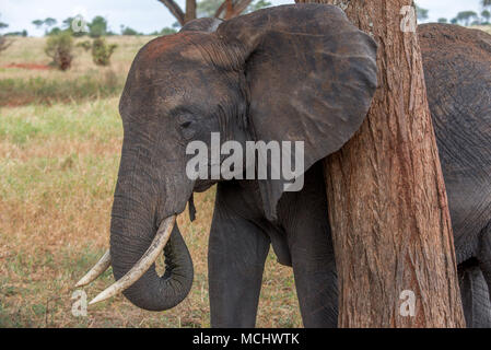 Afrikanischer Elefant mit Baum zu Kratzen hinter das Ohr, Tarangire Nationalpark, Tansania Stockfoto