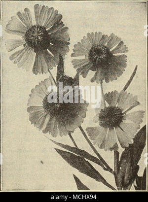 . Helenium Riverton Schönheit. Wir liefern Samen der meisten Stauden. Siehe Seiten 51 bis 113. Stockfoto