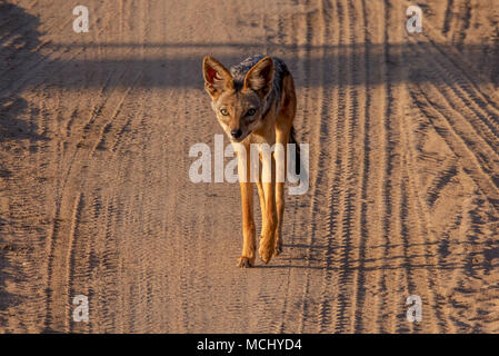 BLACK BACKED JACKAL (CANIS MESOMELAS) zu Fuß entlang der Straße, Tarangire Nationalpark, Tansania Stockfoto