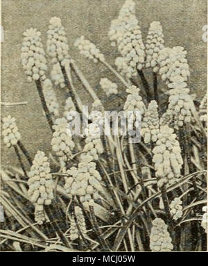 . Muscari Muscari armeniacura Traubenhyazinthen Ein Eines der schönsten Frühling Blumen- Zwiebeln, wachsende ca. 6 Zoll hoch, und oben werfen zahlreiche Spitzen der Blumen, eine Miniatur invertiert Bündel ähneln der Trauben. Sie sind perfekt ha, Rdy, und aus diesem Grund sind sie weitgehend für die Einbürgerung, besonders unter dem Gras und in Wäldern oder andere schattige Plätze, auch im Steingarten verwendet. Armeniacum. Lange stammte Traubenhyazinthen der tiefen Kobaltblau, en-durch weiße Schnürung an der Öffnung des Glocken aufgelockert. Herrlich duftend. Sehr große Blüten und blüht später als Er Stockfoto