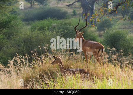 Weibliche und männliche Impala (Aepyceros melampus) mit Blick auf die afrikanische Savanne, Tarangire Nationalpark, TANSANIA AFRIKA Stockfoto