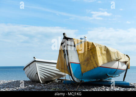 Eine Möwe auf zwei Boote bis auf Budleigh Salterton Kiesstrand in Devon, England geschleppt. 21. März 2018 Stockfoto