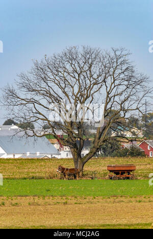 Einsamer Baum auf einer Amish Farm mit landwirtschaftlichen Geräten und Pferde unter es Stockfoto