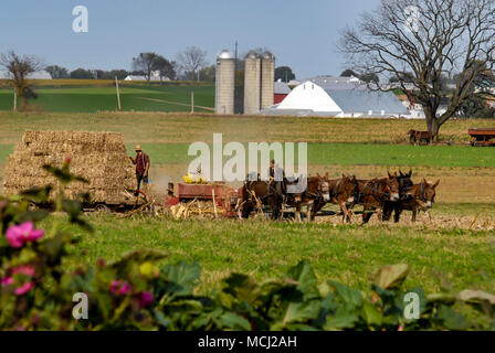 Amischen Familie der Ernte der Felder mit einem 6 Pferd Team auf einem warmen Herbst Sonniger Tag Stockfoto