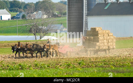 Amischen Familie der Ernte der Felder mit einem 6 Pferd Team auf einem warmen Herbst Sonniger Tag Staub und Schmutz Blasen Stockfoto