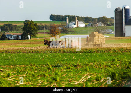 Amischen Familie der Ernte der Felder mit einem 6 Pferd Team auf einem warmen Herbst Sonniger Tag Staub und Schmutz Blasen Stockfoto