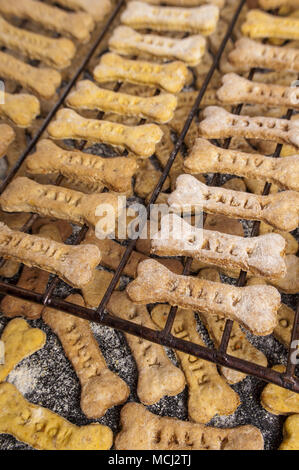 Hausgemachte Hund Knochen Kühlung. Stockfoto