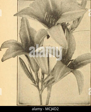 . Hii. Mi; KOCAl. LlS oder DaV LlLV HemerOCallis (Vellow Tag Lily) Helles goldgelb mit Popmlar hardy der Betriebe, die dem Lily Familie. Sie folgen, überall und in jeder Grenze der altmodischen winterharte Pflanzen sein. Dumortieri. Blumen von Weichen, satten gelb, außen Bronzy - orange; im Juni und Juli. Flava (gelb Tag Lily). Große, duftende Zitronen-gelb Blumen während der Monate Juli und August; 3 Füße. Fulva (Tawny Tag Lily). Tawny orange-farbigen Blumen, ex-Cellent für Pflanzungen unter Gebüsch; blüht im Juli und. Ugust. Kwanso VI. PL Doppel orange Blumen. Juli. 4 bis 5 Fuß. Luteola {Golden Da Stockfoto