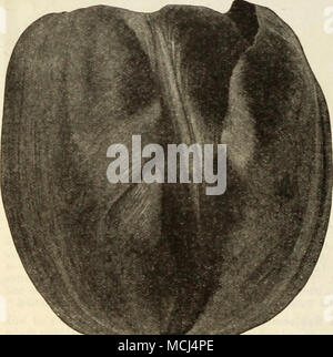 . Panorama Panorama. Riesige Pokale funkelnd in einem Medley von Terra-cotta und rötliches Mahagoni - eine Kombination, die noch gemütlich ist die meisten künstlerischen. Die Innenseite ist leuchtend orange überlagert mit Mahagoni. Hat eine Olive grün. 26 Zoll. 3 Für 23c, 12 für 85 C; 100 für 6,00 $. Rosa Perle. Ein Bild von Schönheit, in der Gnade von Form und Farbe in die perfekte Blume kombinieren. Lila-rosa mit rosigen Blüte. Die Innenseite ist Rose, schattigen Cremeweiß. Eine sehr effektive und charmante Vielfalt. 26 Zoll. 3 Für 30 c; 12 für SI.10; 100 für 8,00 $. Plutarchus. Zitronengelb, geflammt mit Lila. Das Innere ist terra - Stockfoto