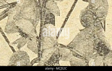 . ACONITU. M Achillea Ptarmica "The Pearl" AlySSUm (Mad-Wort) Rostratum. Helles gold-gelben Blüten im Juni und Juli; 1 toot. Saxatile Compactum {Korb von Gold, Gold Büschel, Rockmad - Johanniskraut). Ein unentbehrliches Werk für den Steingarten oder Grenze, wachsende 1 Fuß hoch, und das Produzieren im Mai Massen der breite, flache Köpfe leuchtend gelben Blüten. 25 cts. Jedes; $ 2,50 pro dtz.; $ 15.00 pro 100. Amsonia Salicifolius. Eine stout, Strauch Pflanze, ca. 2 m hoch, mit terminal Spikes von Licht stahl - blaue Blumen, wünschenswert, inter-sperse in Klumpen in der ersten Reihe des Gebüsches Grenze. 35 c Stockfoto