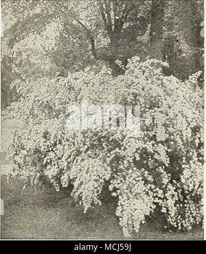 . Spirca Van-Houttei Lig^ ustrum Ibota Regelianum. Ein schöner japanischer Liguster, mit dem Ausbreiten von Niederlassungen und darli grüne Laub, Con-trasting gut mit der duftenden Blütenständen von weißen Blüten im Sommer, einem wunderschönen Strauch als isolierte Probe oder zu einem informellen Hedge zu wachsen. 60 cts. Jedes. - Lucidum. Einen sehr deutlichen japanischen Arten, wachsende 5 bis 6 Fuß hoch, mit großen, ledrigen, dunkelgrünen, glänzenden Blätter, die auf der Pflanze erst sehr spät in den Winter erhalten bleibt. Es bildet eine attraktive symmetrische Bush, insbesondere dann, wenn als isolierte Muster gepflanzt. Gute, starke Topf - gezüchtete Pflanzen, 50 ct Stockfoto