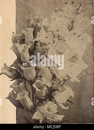 . Campanula Medium (Canterbury Bells) Bocconia. Feb Pkt. Cordata (Plume Mohn, oder Baum Schöllkraut). Effektive, winterharte Staude, für einzelne Exemplare oder Gruppen auf Rasen. Laub glaucous Grün; Bären spikes Frei 2 bis 3 Meter lang von cremefarbenen Blüten; 5 Füße. Pro 14oz., 25 cts1" Boltonia [falsche Kamille). Eine der auffälligsten unserer einheimischen Stauden, wachsen - ing 4 bis 6 Meter hoch, mit Daisy - wie Blumen in unzähligen Tausenden von Juli bis September; sehr wirkungsvoll. Asteroides. Weiß 1" Latisquama. Rosa, getönt mit lila 10 Calceolaria. Drecr der Perfektion, eine universelle zugunsten Stockfoto