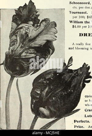 . Pakbot oder Dragon Tulpen zwar nicht gleich der Single in Brillanz, die Doppelte vari-eties viel länger in der Blüte. Die frühen Sorten wie Murillo, Imperator Rubrorum und Bienlein, sind exceOent für zu zwingen. Die späteren Sorten wird nicht tragen, aber Jorcing sind sehr ef fective in Betten oder Grenzen. Eine Kombination oder festen Bett des reinen, weißen und hellen roten Sorten, Boule de Neige und Rubra Maxima, besonders effektiv. Boule de Neige. Eine wunderschöne weiße Blüte sehr groß. 65 CIS. Pro dtz.; 4,50 $ pro 100; $ 38,00 pro 1000. Couronne d'Or (CVoww von Gold). Goldgelbe, getönte ora Stockfoto