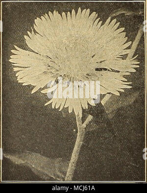 . Die Cornflo STOKESIA (Wtr oder Stckes' Aster). Cyanea. Eine schöne native robuste Pflanze. Wächst von 18 bis 24 cm hoch, frei Lager von Anfang Juli bis Octo-ber, stattlich Lavendel - blaue Kornblume - wie Blüten, die Messen von 4 bis 5 Zoll. Es ist "der einfachsten Kommunikationskultur, und es ist nicht nur wünschenswert, da eine einzelne Pflanze in der Hardy Grenze, aber es kann auch mit feinen Effekt in Massen oder Betten jeder Größe verwendet werden. Cyanea Alba. Weiß blühenden Form von oben. 15 cts. Jedes; § 1,50 pro dtz.; § 10,00 Pro 100. Stokesia (kornblume Aster) SÜSSE WIEEIAM (Dianthus Barbatus). (London Stockfoto