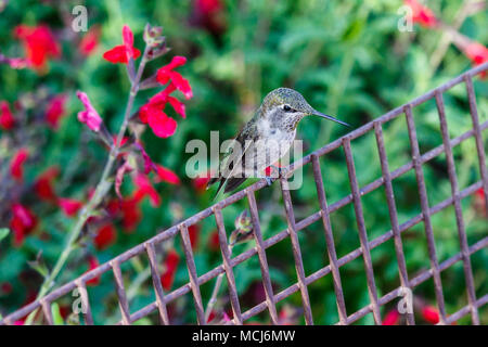 Junge Anna's Kolibri (calypte Anna) auf einem Metallzaun mit leuchtend roten Blüten im Hintergrund thront, in der Arizona Sonora Wüste. Stockfoto