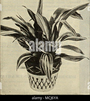 . Araucaria (Norfolk Inland Kiefer). Chinesische Azaleen. Die Pflanzen, die wir anbieten, sind alle schöne Exemplare. Unsere Collection umfasst die Creme der besten europäischen Einrichtungen. Alle Größen angeboten wird Blume frei in der richtigen Jahreszeit. 30 Zoll im Umfang $ 0,75; 7,50 $ pro Doz. 36""<;;;;;;; 1,00" 10,00 "36 zu 45""" 1,50" 15,00 BAY BÄUME (Laurus Nobili*. Pyramide - geprägt. 4 Ich Fuß hoch, 24 bis 26 Zoll Durchmesser an der Basis. .37 50. 5" "26 zu 28""".10 00 "6", "30 bis 32 a a a .12 50 "6"&qu Stockfoto
