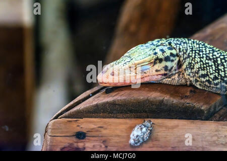 Schlafen Quitte Monitor oder Varanus melinus Stockfoto