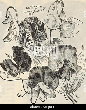 . Süße PeasâEckford's. Zuckererbsen. Für die frühe Blüte Wir beraten im Herbst einpflanzen; Leistungsbeschreibung über die Ende Oktober in diesem Breitengrad. Die folgenden Sorten haben die Erlesensten von Eckford großen blühenden Sorten. Pro pro Unze. PKT. Blanche Burpee austauschen. Größte weiß 25 10 Blanche Fähre. Rosa und Weiß 15 5 Rot Schönheit.* feinste Rosa 25 10 Schmetterling. Weiß, umrandete Lavendel 15 5 Kapitän der Blues. Helles violett blau.. ..15 5 Kardinal. Bright Scarlet 15 5 Gräfin von Radnor. Delicnte Lavendel; schön 15 5 Dorothy Tennant. Deep Mauve 15 5 Emily Eckford. Heliotrop 25 10 Emily Henderson. Reinsten Weiß, fein Stockfoto