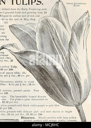 . Die Sorten, die unter dieser Überschrift angeboten sind recht verschieden von den frühen Blüte sortiert auf der vorhergehenden Seite angeboten, die von einem freien und anmutigen Wuchs und wächst von 18 bis 24 cm hoch und die großen Blüten. Elegante in Gliederung und der Reichen und brillante Farben, und in der Blüte von Mitte bis Ende Mai, die Show von Tulip Blumen mindestens zwei Wochen zu verlängern. Alle sind wünschenswert wie Schnittblumen, dauert viel länger, wenn geschnitten als die frühen Sorten. Gesneriana und Bouton d'Or sind besonders fein. Sie sind vollkommen winterhart, und sind "Einmalig für das Einpflanzen in einem permanenten Stockfoto