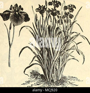 . IRIS K^MPFERI. (Japan Iris.) Bereit im November. Diese schönen Iris sind recht verschieden von allen anderen, und bilden Sie Gruppen mit schönen, großen Blüten, die sich in Farbe und bunt gescheckt. Sie sind vollkommen winterhart, und Blüten in großer Fülle im Juni und Juli. Sie gedeihen am besten in feuchten Situationen und bei trockenem Wetter sollte sich frei gewässert werden. Gemischte vari-ETIES 25 cts. Jeder, (per Mail, 30 Cts.) $ 2,50 pro Doz. V anovjs Isoliertes Jede Doz. Englisch. Große Blumen, blaue Farbtöne überwiegen, gemischt 5 $ 40 Spanisch. Blumen, die kleiner als die Englische, gemischte Sorten, 5 25 Persisch. Zwerg, früh. Blumen Stockfoto