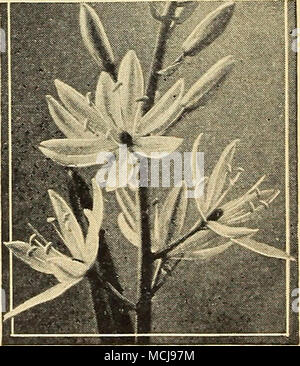 . Camassia Leichtlini 3/OT 35 C Camassia Leichtlini< 3 40-060 Blau. Ein robustes und auffällig blühende Pflanze, die gut in die Grenze tut oder eingebürgerte in einer offenen, mäßig feuchten Wäldern. Decken Sie die Glühlampen 4 Zoll tief mit feinen SLndy Boden. Bären im Juni stattlichen Spitzen 4 Fuß hoch mit vielen großen sternförmigen leuchtend blauen Blüten. 3 Für 35 c; 12 für S 1,20; 25 für $ 2,25; 100 für $ 8.60. Chionodoxa Luciliae-hat anmutige^2 für große Blüten von deep sky blue Schattierung weiß in der Mitte zu. 5 / 5 C Chionodoxa a o Herrlichkeit der Schnee 40-065 Luciliae-. Wächst in jedem Gartenboden und erhöht die rapidl Stockfoto