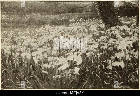 . Japanische Iris Japanische Iris - iris Kaempferi® Bertha Hallock. Blass lila, schön durchdrungen ist Violett. Doppelklicken. Blue Danube. Doppelzimmer Blau mit weissen Adern; gelb. Catherine Parry. Blau überlagert mit Violett; verdoppeln. Traum. Silbrig weiß, geädert und gesprenkelt Violett; drei Blütenblätter. Gold gebunden. Doppel cremig weiß mit goldenen Bändern. Helena von Siebold. Crimson - Purpur; weiße Adern. Drei Blütenblätter. Mahagoni. Si. Große, runde Blütenblätter von samtig purpur-violett. Mount Hood. Rich royal Violett mit gelbem Zentrum. Doppelzimmer, Paragon. Rich royal Purple mit vielen weissen Adern. Sechs Blütenblätter. Pyramide. Sechs große Ro Stockfoto