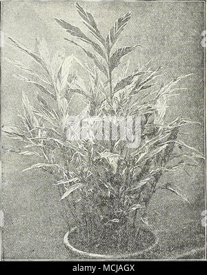 . Spargel Colemani Alpinia Sandek. e. Neue gelbe Calla (richardia) MRS. ROOSEVEI. T. Eine neue Sorte, bewundernswert für outdoor Anbau in der gleichen Weise wie eine Dahlien und Gladiolen, heben die Zwiebeln im Herbst und speichern, bis die Zeit der fol-genden zu pflanzen Frühling angepasst. Es ist eine bemerkenswert starke Anbauer, Herstellung von frei große hellgelbe floweis, und wenn nicht in der Blüte seiner reichen dunklen Laub, die deutlich und frei getupft und gestromt mit Weiß, macht es zu einem auffälligen und attraktive Themen im Garten. Große, starke Glühbirnen, die Blume frei diese Jahreszeit, 25 cts. e Stockfoto
